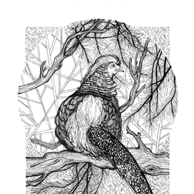 Золотой фазан, 2015г.