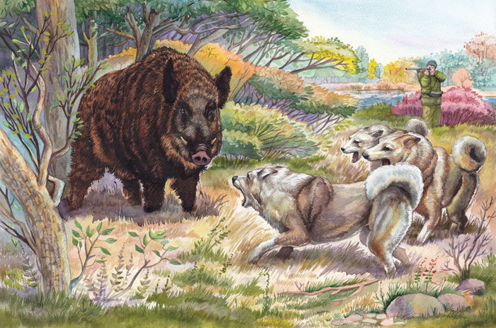 Охота на кабана