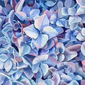 "Голубая гортензия"