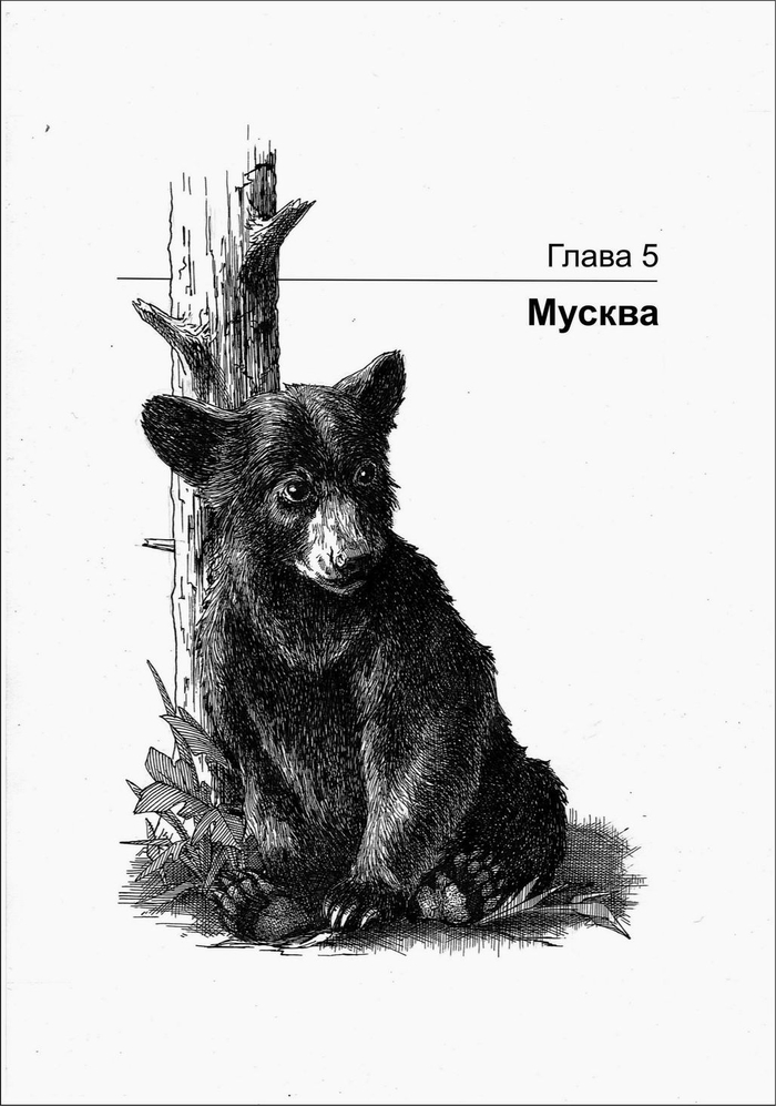 ГРИЗЛИ. Мусква