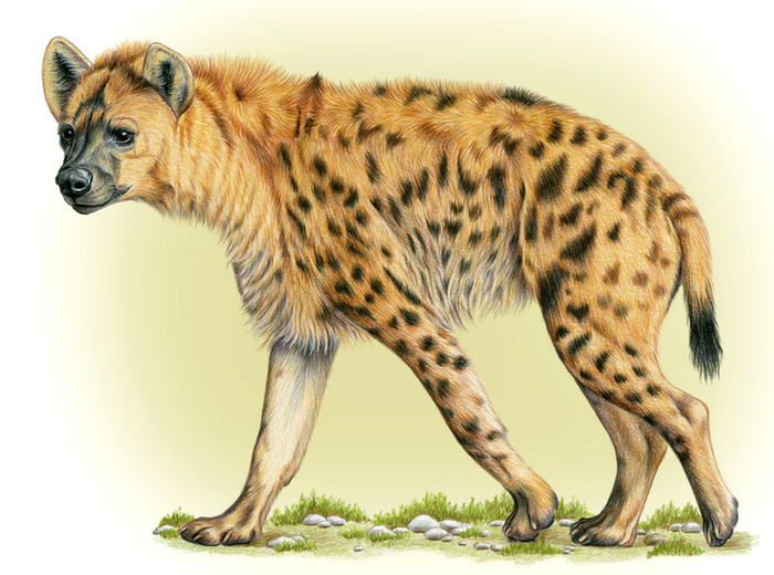 Пятнистая гиена