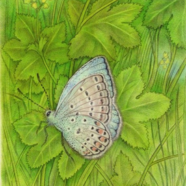 Кусочек лета