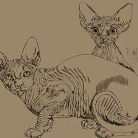 котята. Сфинксы