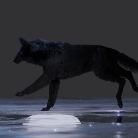 | Фрагмент из работы над анимацией канадского волка |