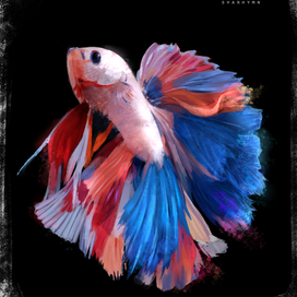 Бойцовская рыбка