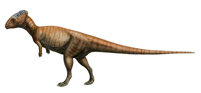 Персонажи Homalocephale (динозавры)