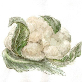 Botanical акварельная иллюстрация цветная капуста