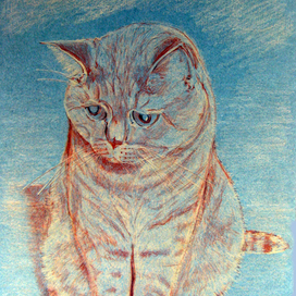 Кремовый кот