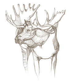 графика "животные"