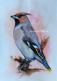 Свиристель