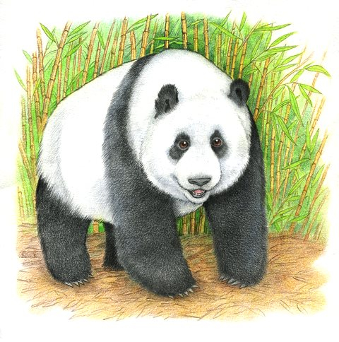 Панда