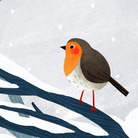 Robin (Малиновка, Зарянка)