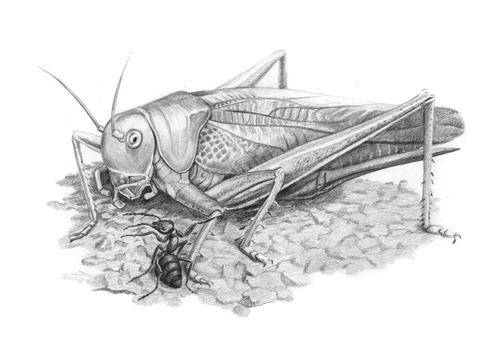 Иллюстрация к сказке В. Бианки "Как Муравьишка домой спешил"