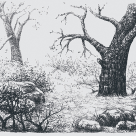 НОЯБРЬ В ЛЕСУ