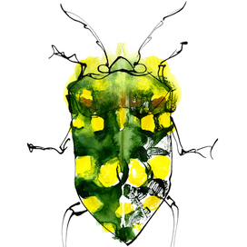 жук pachycoris torridus