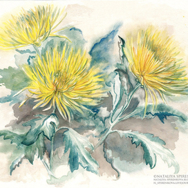 Хризантемы.