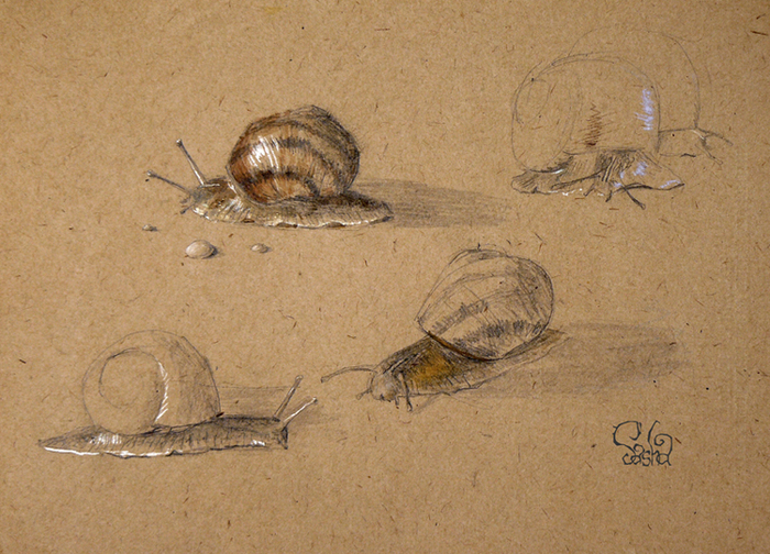 Скользкие казявки