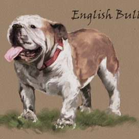Английский бульдог