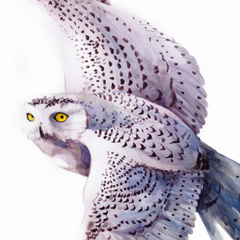 Полярная сова