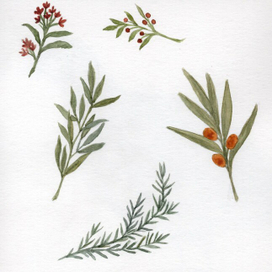 Растения для паттерна