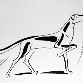 книга о собаках