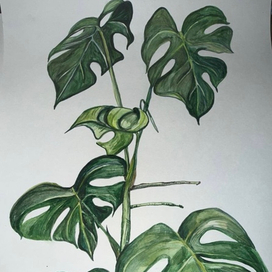 Ботаническая живопись Монстера