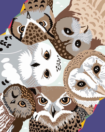 Дизайн - проект по навигации совиного фестиваля.