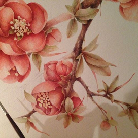 Айва японская. Цветение...