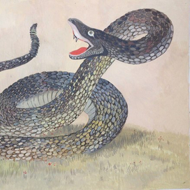 ГОЛОВА И ХВОСТ ЗМЕИ (Басня)