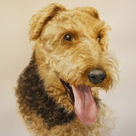 Эльдельтерьер 