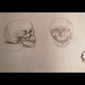 черепа в профиль и анфас
