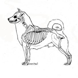 Строение сиба-ину