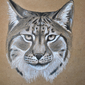 Портрет рыси