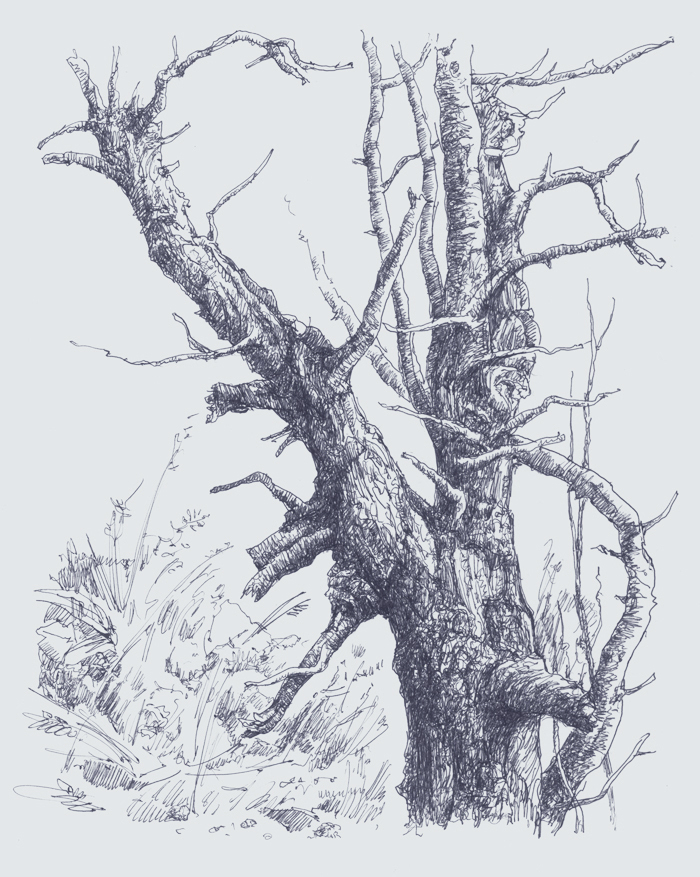 Засохшее дерево