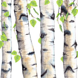 spring birch grow