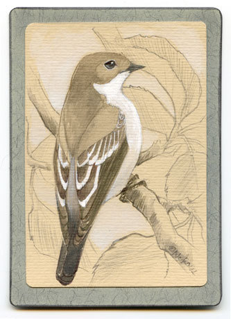 АСЕО - мухоловка белошейка