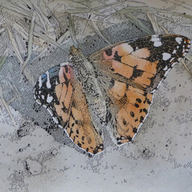 Бабочка репейница1