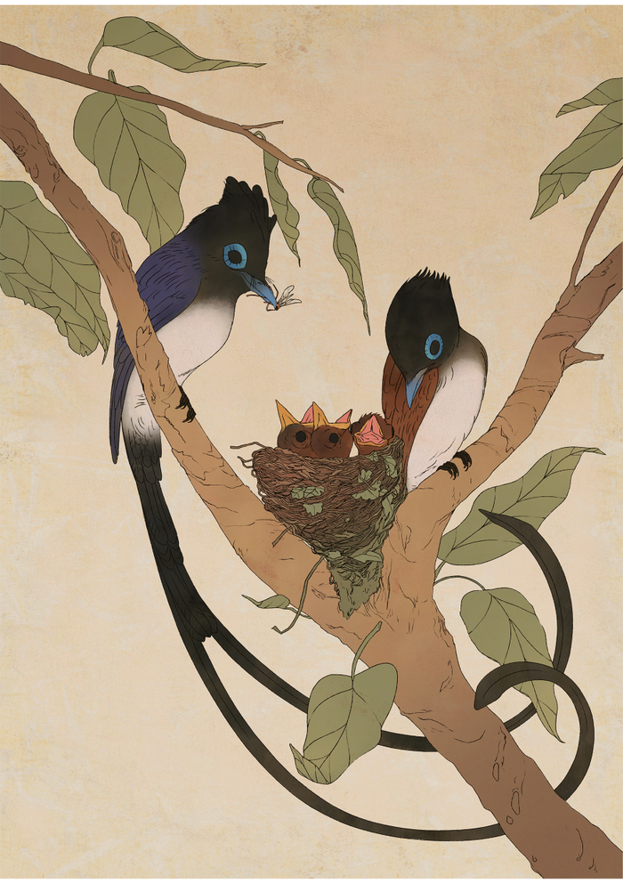 Чёрная райская мухоловка