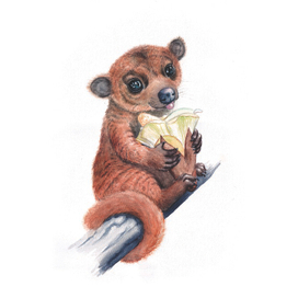 Медовый мишка