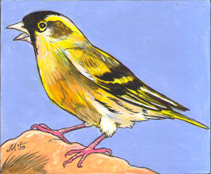 .Иллюстрация для журнала"Юный натуралист".Рубрика -Клуб почемучек. Иллюстрация-"Чижик".Иллюстрация с расчётом на уменьшение. Бумага акрил, гуашь, тушь.Художник Марат Брызгалов.