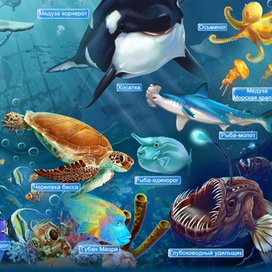 подводный мир