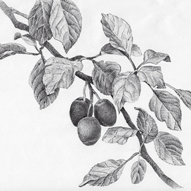 гравюра 2. слива