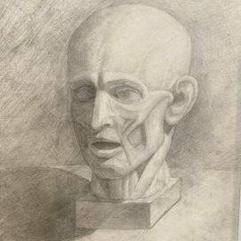 Голова академ рисунок 