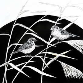 Воробьи Sparrows