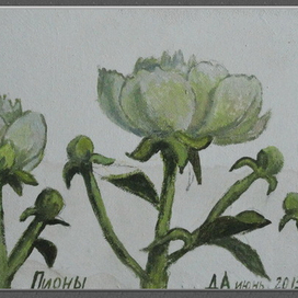 Белые пионы. Paeonia officinalis.Ботаника