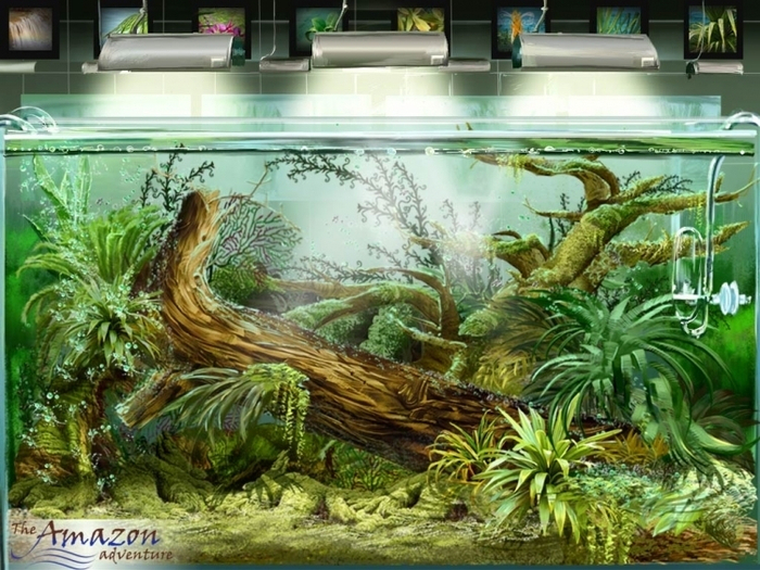 "The amazon adventure"