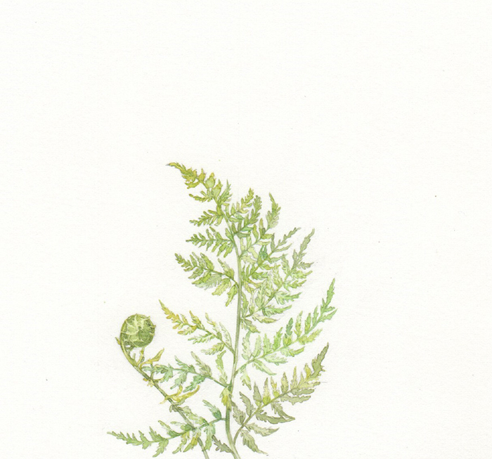 Папоротник