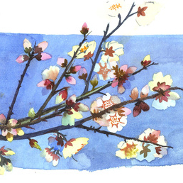 веточки миндаля