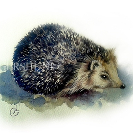 Ёж (Erinaceus europaeus)