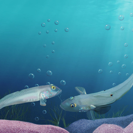 очаровательные бычки-валенсьен